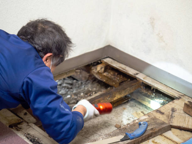 Best White Mold Remediation in Hopelawn, NJ