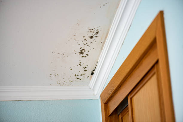 Best Crawl Space Mold Remediation in Hopelawn, NJ