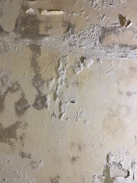Best Crawl Space Mold Remediation in Hopelawn, NJ